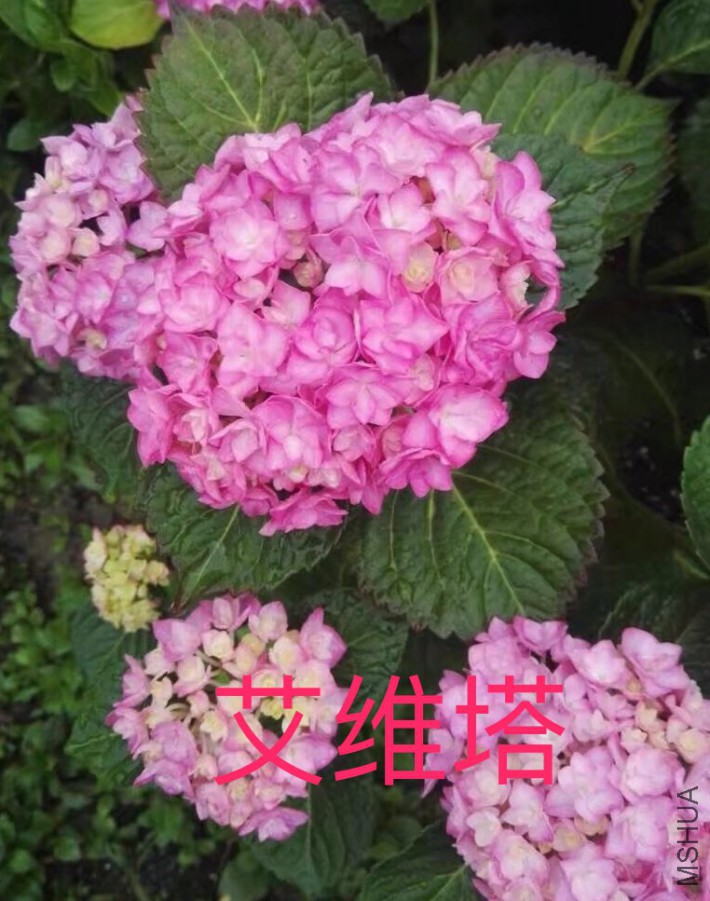 IMG_0697.PNG
