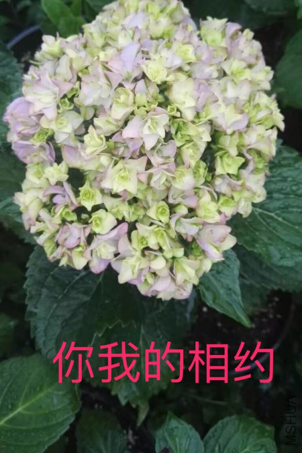 IMG_0698.PNG