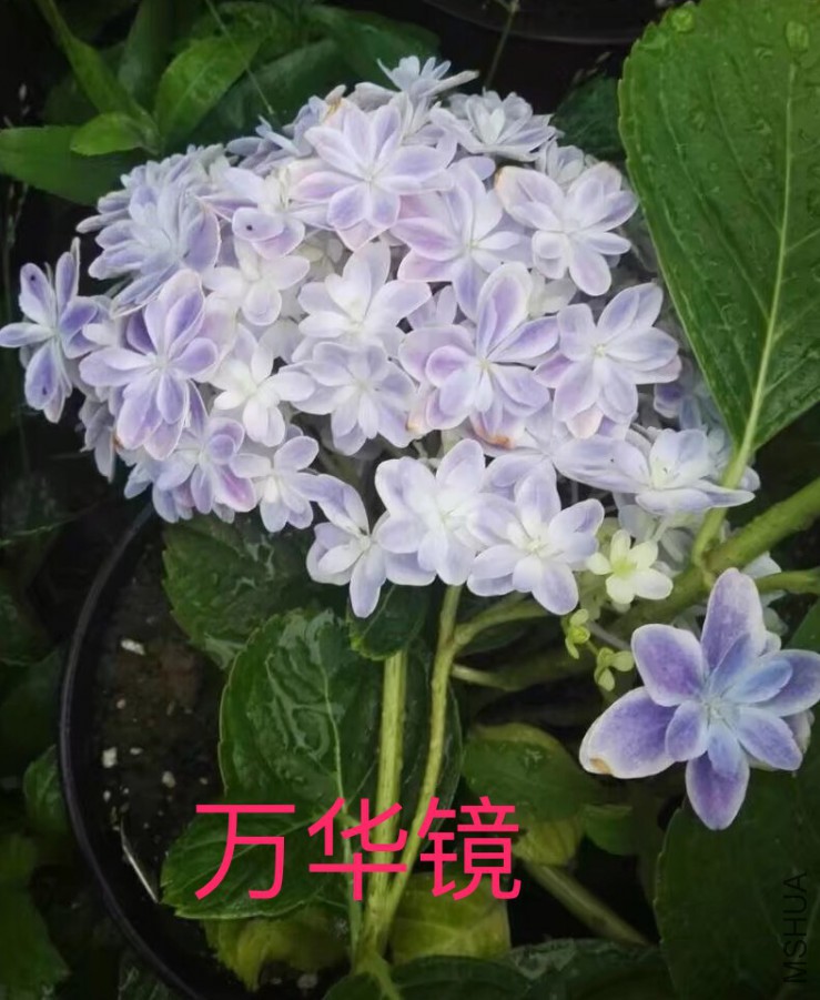 IMG_0700.PNG