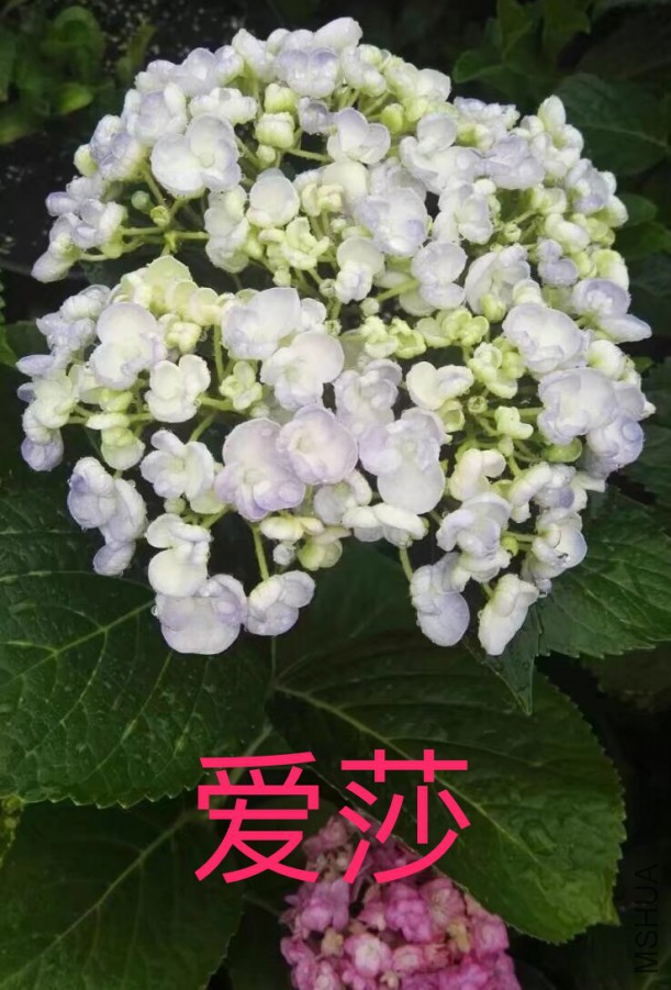 IMG_0701.PNG