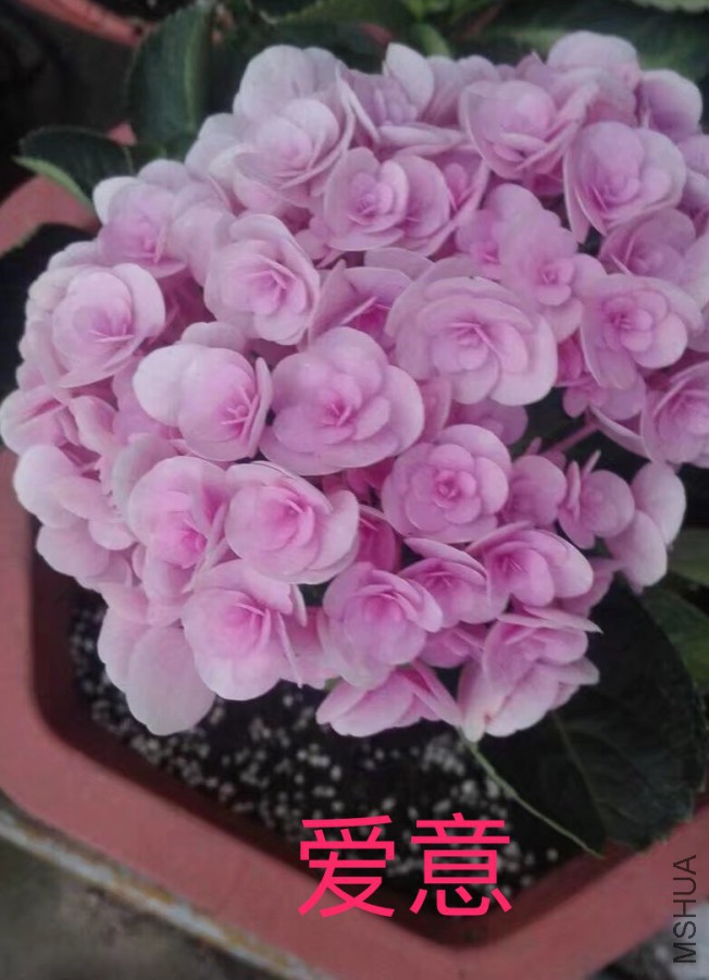 IMG_0702.PNG