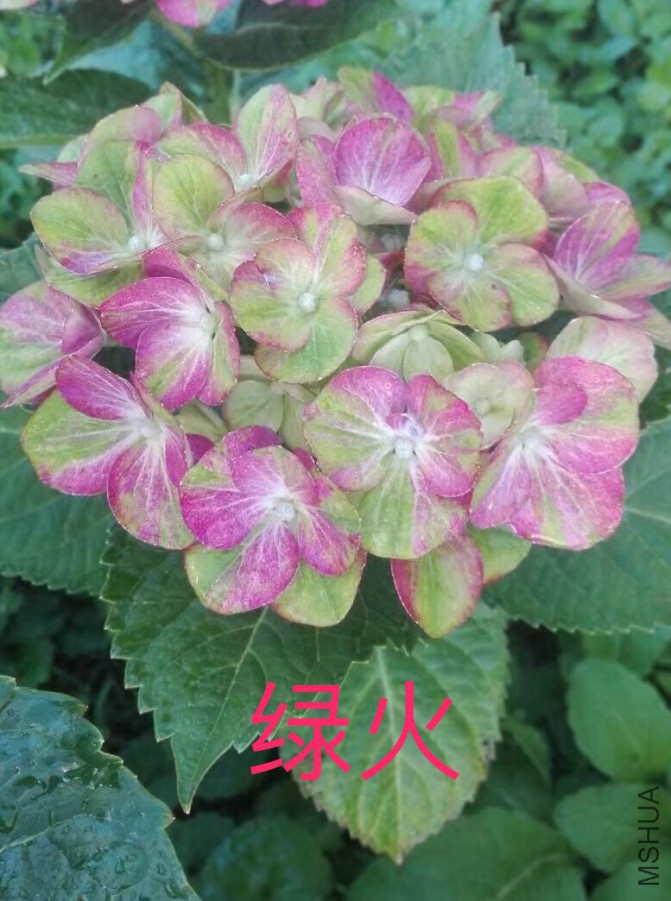 IMG_0704.PNG
