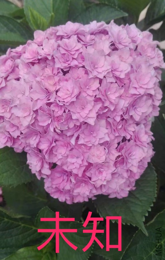 IMG_0710.PNG