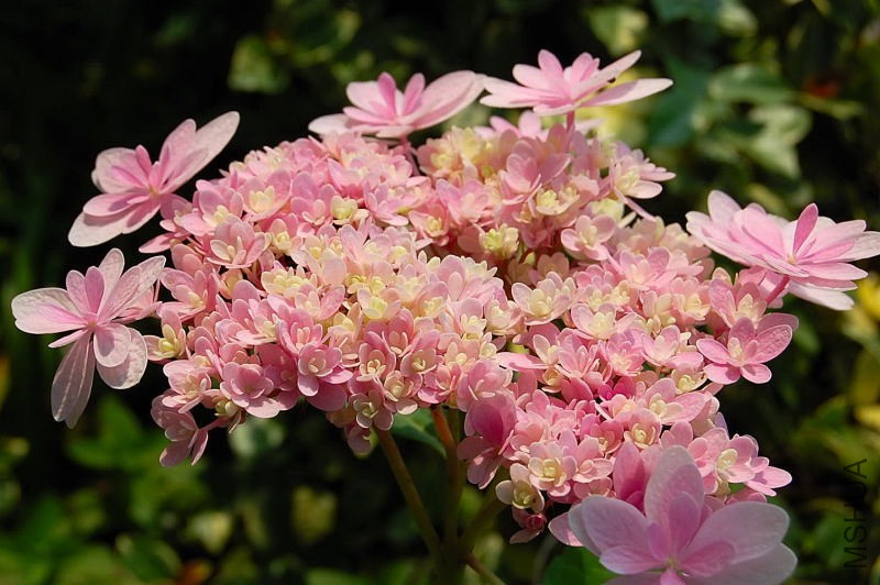 DSC_98410062.JPG