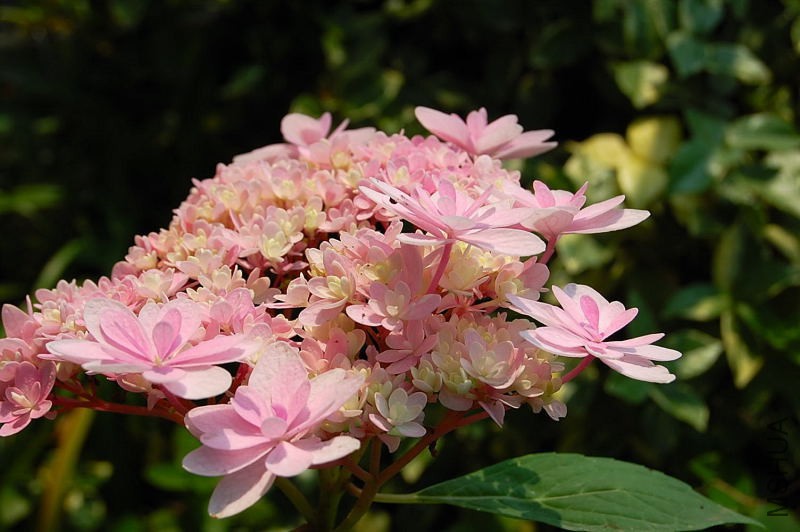 DSC_98470068.JPG
