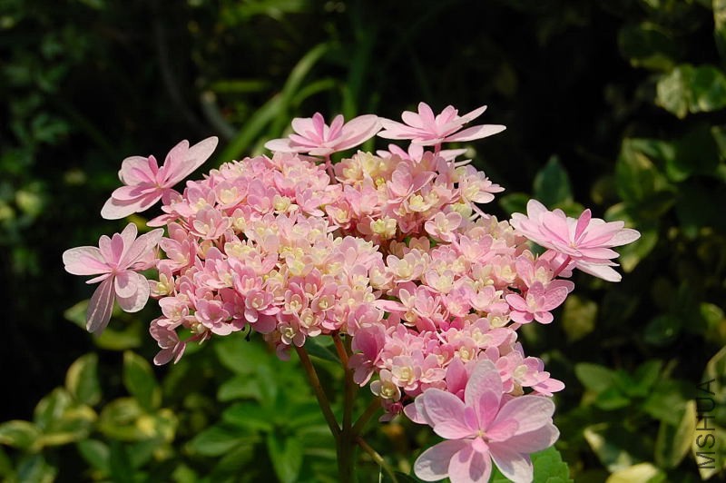 DSC_98360057.JPG