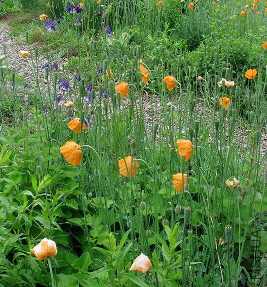 Papaver Rupifragum2.jpg