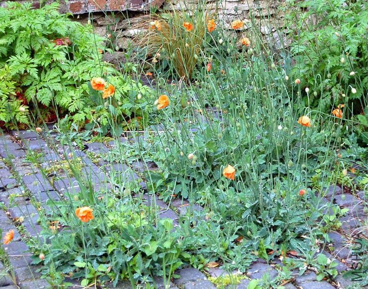 Papaver Rupifragum4.jpg