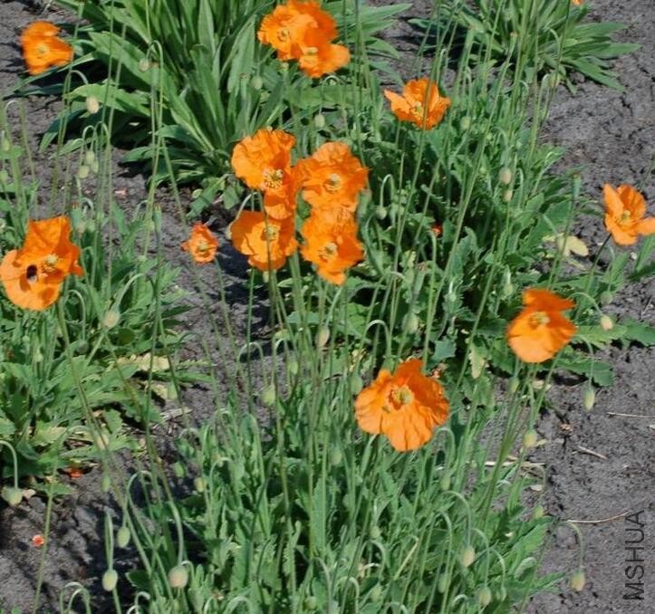 Papaver Rupifragum3.jpg