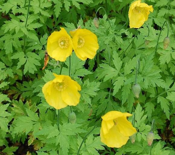Meconopsis cambrica3.jpg