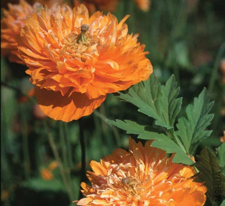 Meconopsis Cambrica double.jpg