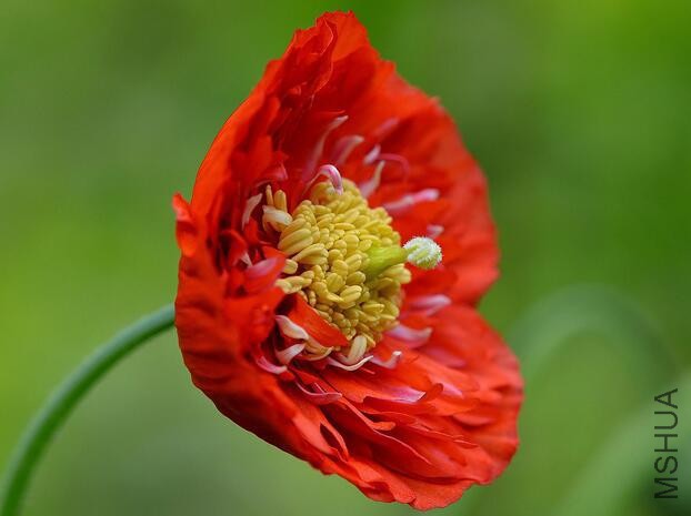 Meconopsis cambrica rubra.jpg