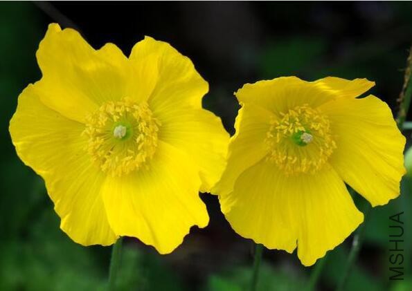 Meconopsis cambrica.jpg