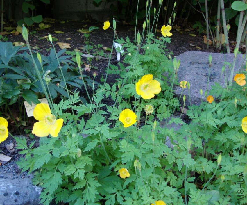 Meconopsis cambrica2.jpg