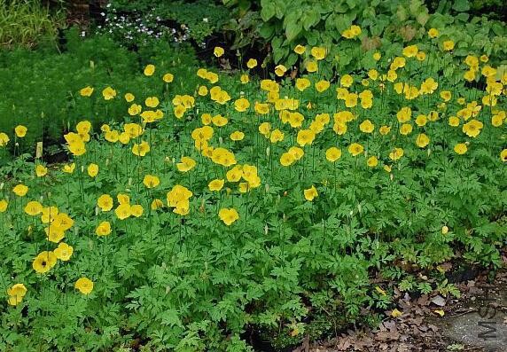 Meconopsis cambrica4.jpg