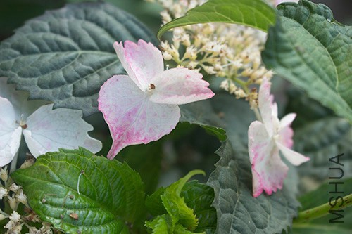 IMG_6833jpg0527.jpg