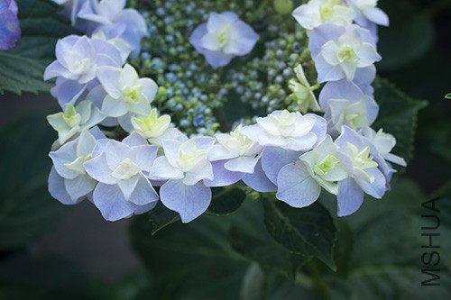 IMG_6807jpg0527.jpg