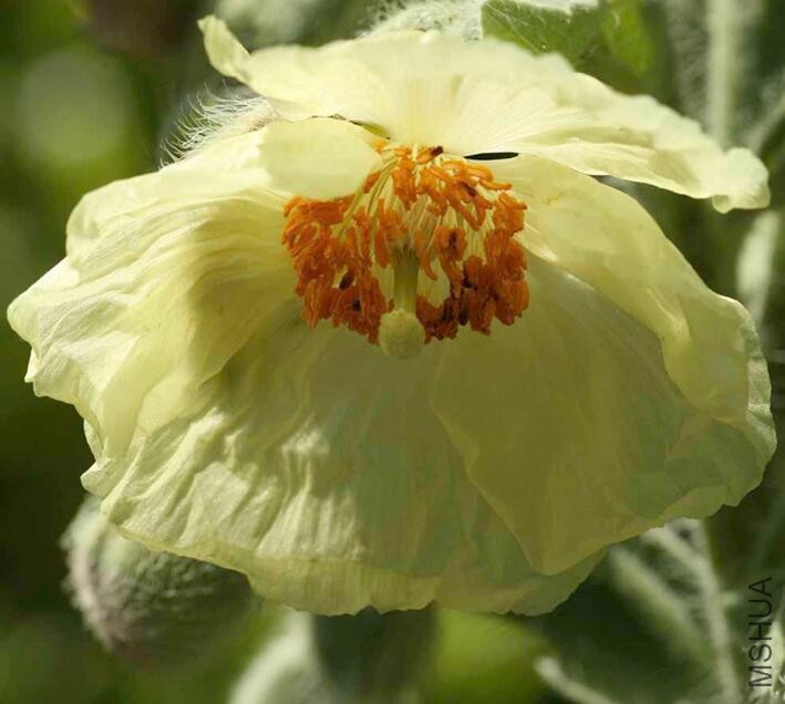 Meconopsi paniculata4.jpg