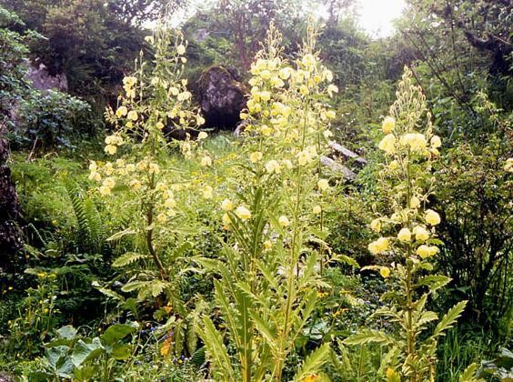 Meconopsi paniculata2.jpg