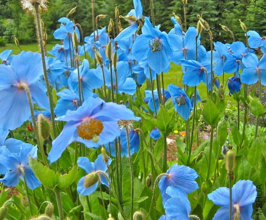 meconopsis betonicifolia2.jpg