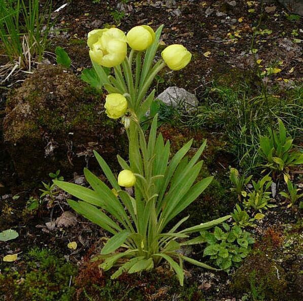 MECONOPSIS integrifolia3.jpg