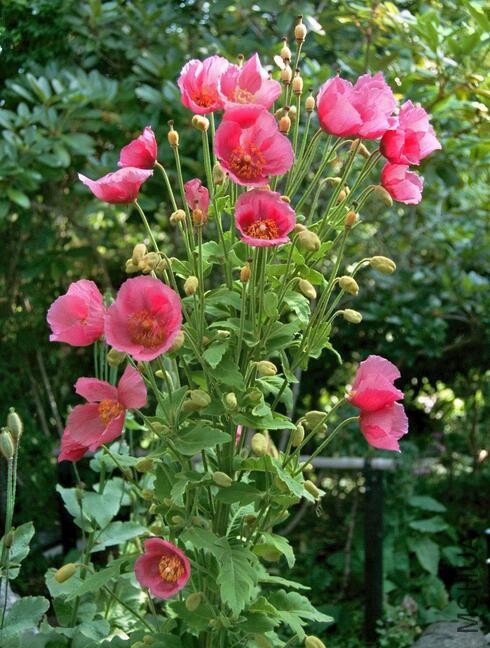 Meconopsis napaulensis.jpg