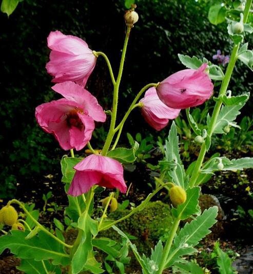 Meconopsis napaulensis2.jpg