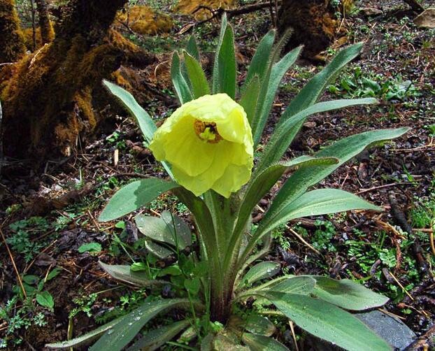 MECONOPSIS integrifolia2.jpg