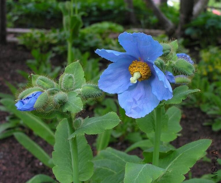 meconopsis betonicifolia.jpg