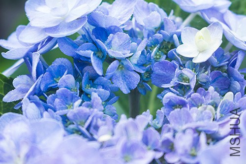IMG_6820jpg0527.jpg
