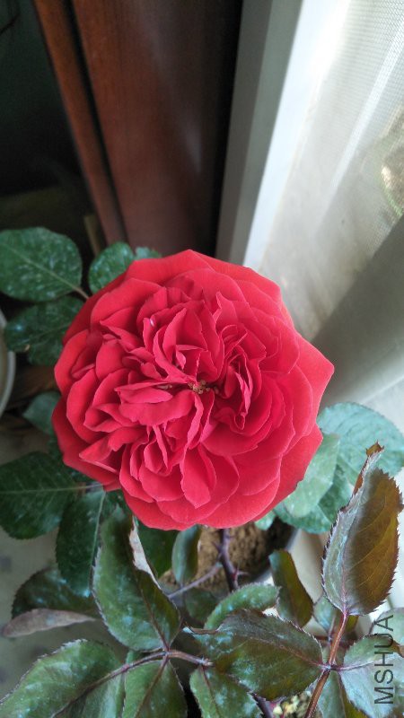IMG20170526132652.jpg
