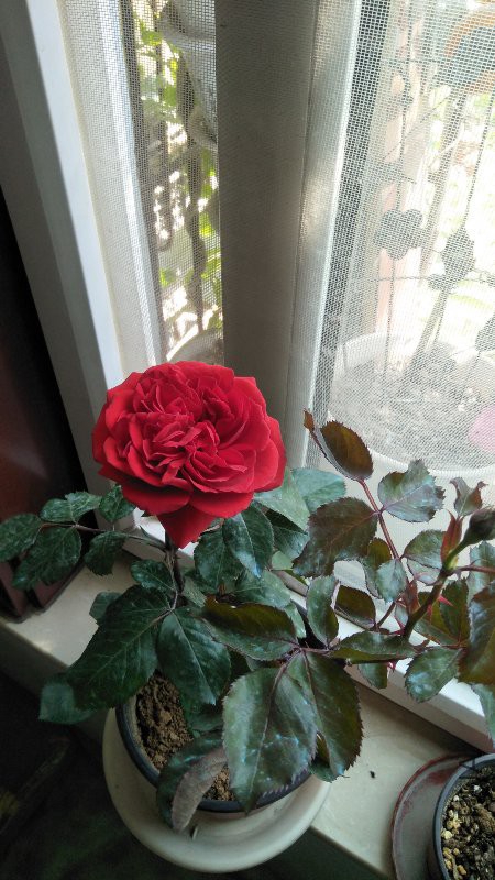 IMG20170526132645.jpg