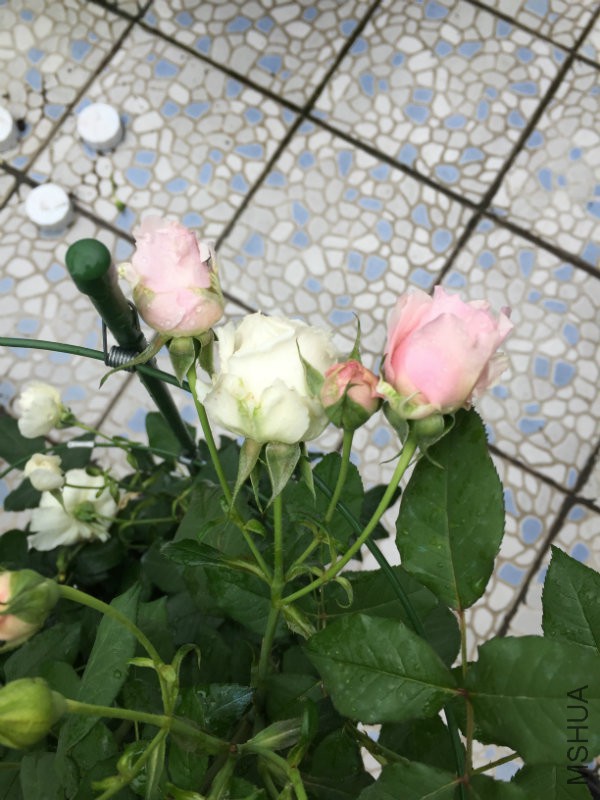 ͬһ����ͷ������ɫ