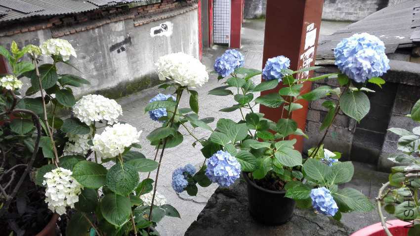 IMG_20170522_084249.jpg