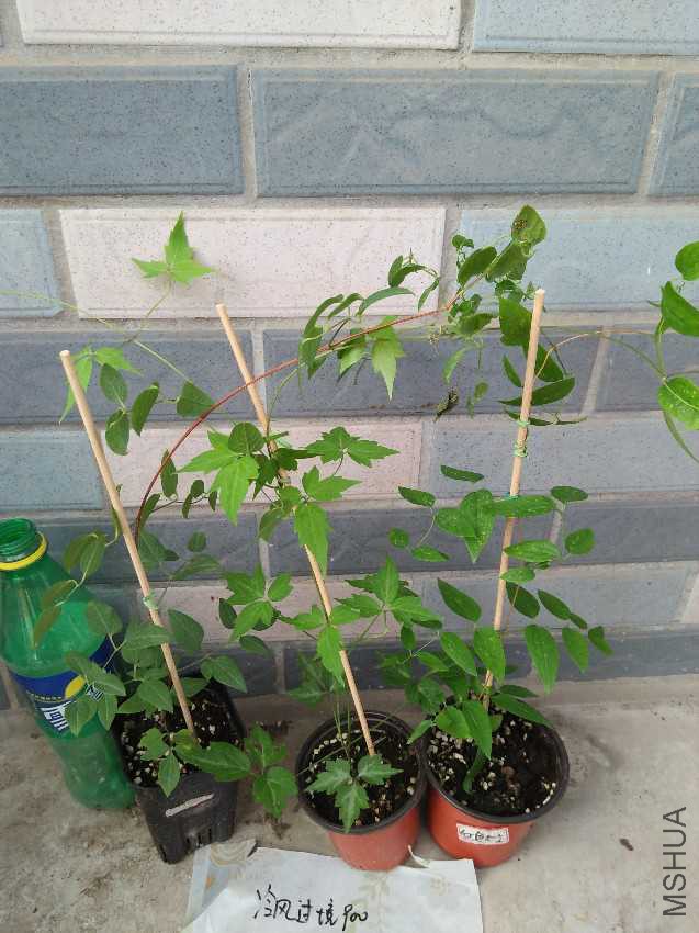 IMG20170529160725.jpg