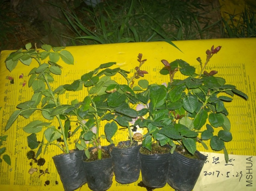 ����֮Դ