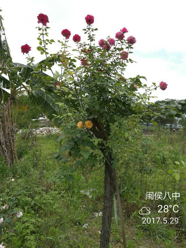 IMG_20170529_124343.jpg