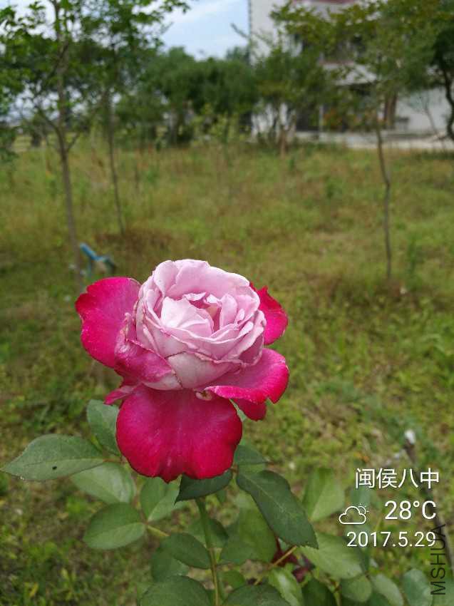 IMG_20170529_124116.jpg