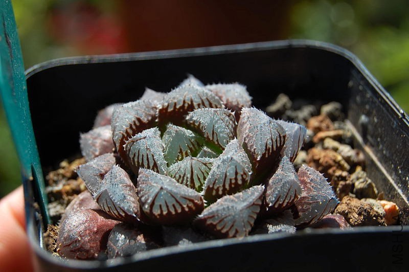 DSC_03070203.JPG