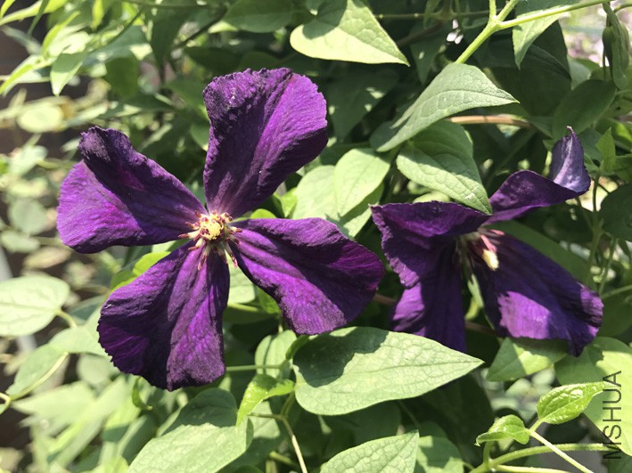 ��������