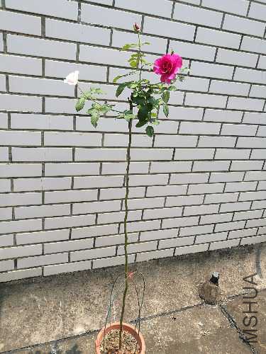 IMG_20170529_115944.jpg