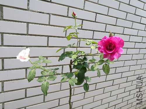 IMG_20170529_115937.jpg