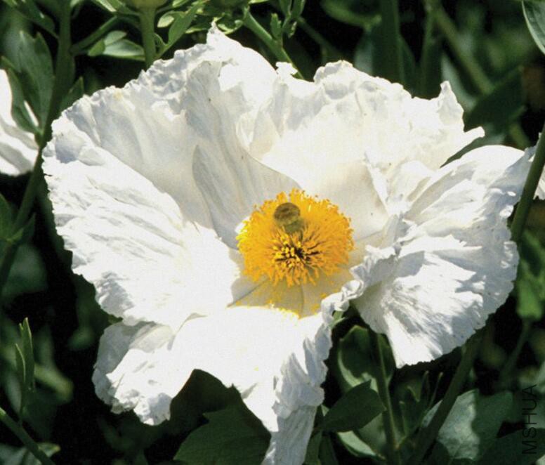 Romneya coulteri2.jpg