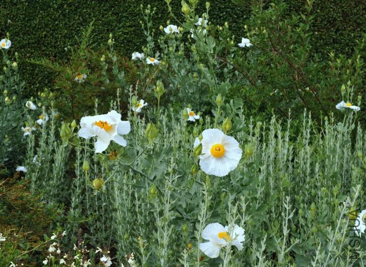 Romneya coulteri3.jpg