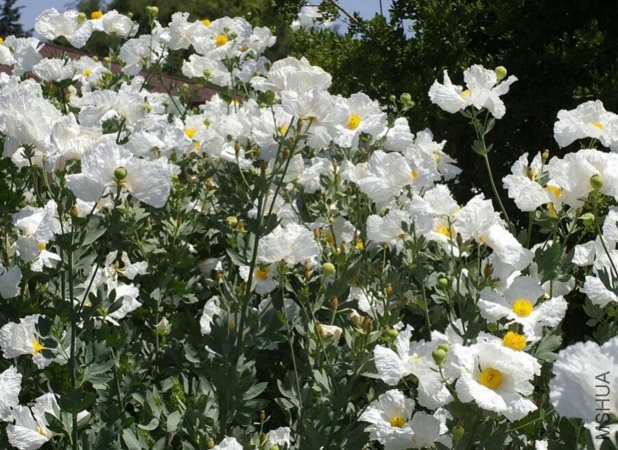 Romneya coulteri.jpg