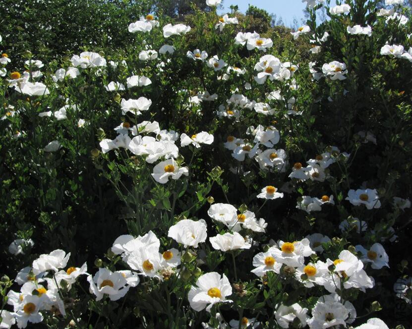 Romneya coulteri4.jpg