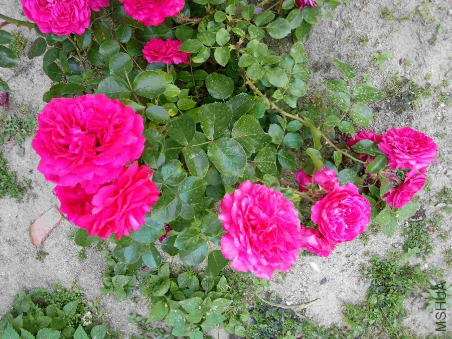 IMG20170528142335.jpg