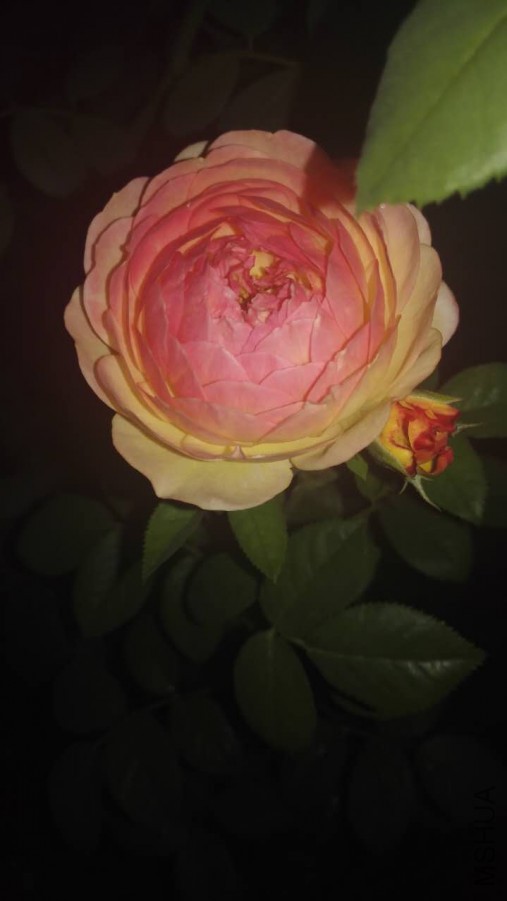 ΢��ͼƬ_20170601082024.jpg