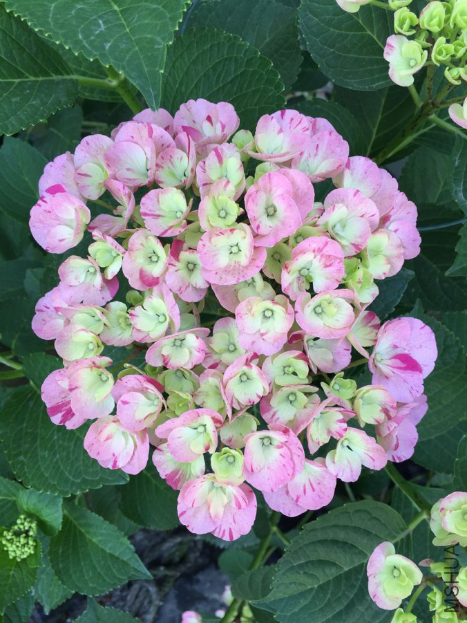 ���ۻ���