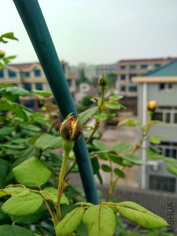 IMG_20170602_063359_HDR.jpg